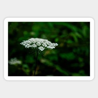 Queen Anne's Lace, White on Green Sticker